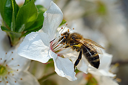 ����� �������� ������