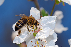 ����� �������� ������