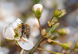 ��� (������ ��������, Epicometis hirta Poda) ��� �������