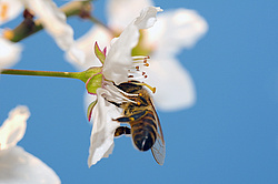 ����� �������� ������