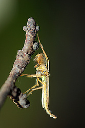 �����-������ (Chironomidae Homepage)