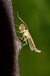�����-������ (Chironomidae Homepage)