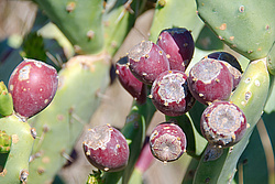������� ��������� (Opuntia ficus-indica) �����, ������