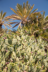 ������� ��������� (Opuntia ficus-indica) �����, ������