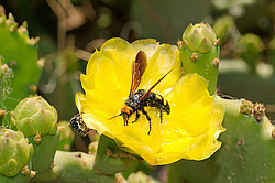 ������� ��������� (Opuntia ficus-indica) �����, ������