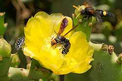 ������� ��������� (Opuntia ficus-indica) �����, ������