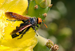 ������� ��������� (Opuntia ficus-indica) �����, ������