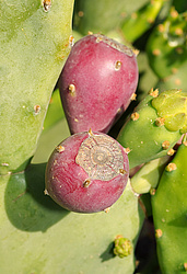 ������� ��������� (Opuntia ficus-indica) �����, ������