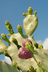 ������� ��������� (Opuntia ficus-indica) �����, ������