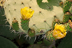 ������� ��������� (Opuntia ficus-indica) �����, ������