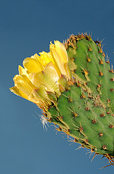 ������� ��������� (Opuntia ficus-indica) �����, ������