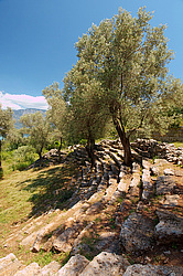 ������ ���������, ������, �������� ����