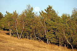 ���� ��-�����, ����, �������. ������ ������