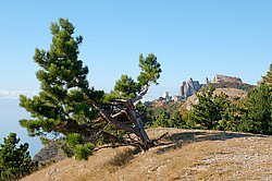 ���� ��-�����, ����, �������. ������ ������