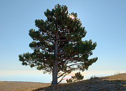 ���� ��-�����, ����, �������. ������ ������