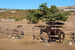 ���� ��-�����, ����, �������. ������ ������