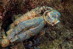 �������. ��������� ����� - ���� ������. ����, ��� ���������