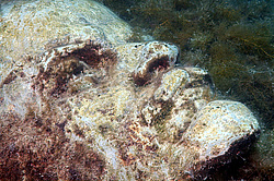 �������� ����� �������-�����. ��������� ����� - ���� ������. ����, ��� ���������