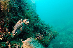 �������. ��������� ����� - ���� ������. ����, ��� ���������