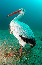 ����. ��������� ����� - ���� ������. ����, ��� ���������