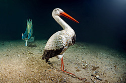 ����. ��������� ����� - ���� ������. ����, ��� ���������