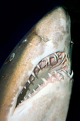 ��������� ��� ��������