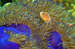 ��������� ��� ��������