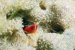 ��������� ��� ��������