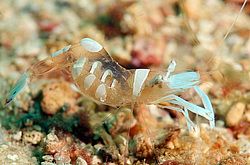 ��������� ��� ��������