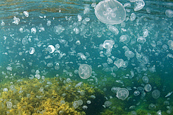 ������ �������, ������� ������ (Aurelia aurita)