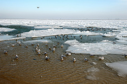 ������, ����������� �� ������ ����