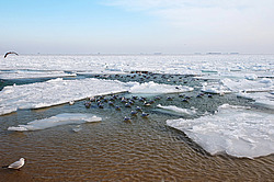 ������, ����������� �� ������ ����