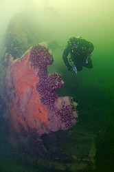 ���������� ��������� ��� ���������� ������  � ������ ���� �� ����� ��������  ���������� ����������,  ������������  1 ������� 1942 ����