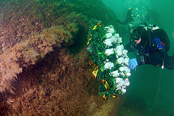 ���������� ��������� ��� ���������� ������  � ������ ���� �� ����� ��������  ���������� ����������,  ������������  1 ������� 1942 ����