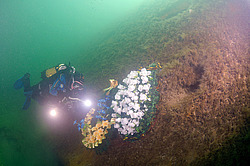 ���������� ��������� ��� ���������� ������  � ������ ���� �� ����� ��������  ���������� ����������,  ������������  1 ������� 1942 ����