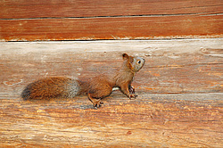 ������������ ����� (Sciurus vulgaris)