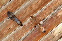 ������������ ����� (Sciurus vulgaris)