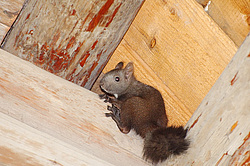 ������������ ����� (Sciurus vulgaris)