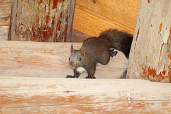 ������������ ����� (Sciurus vulgaris)