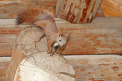 ������������ ����� (Sciurus vulgaris)
