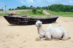 ��������� ������� (Camelus bactrianus)