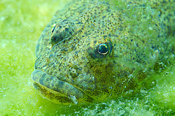 ������������ �����-�����������, ������������� ����������� (Batrachocottus baicalensis)  ����� ������, ������