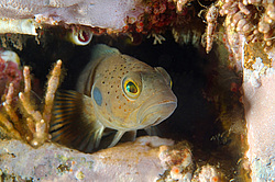 ���������� �������� (Bathymaster derjugini, Lindberg)