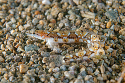 ������ �������� (Lumpenopsis pavlenkoi, Soldatov)