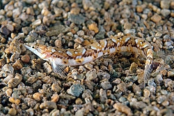 ������ ��������  (Lumpenopsis pavlenkoi, Soldatov)