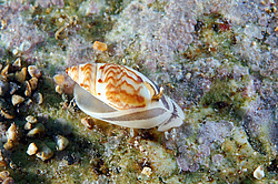 ������� �������� (Olivella Borealis)