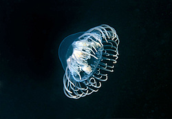  ������ ���������, ���������� ��������, ��������� ��� ����������� (gonionemus vertens)