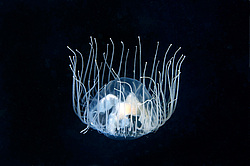  ������ ���������, ���������� ��������, ��������� ��� ����������� (gonionemus vertens)