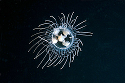  ������ ���������, ���������� ��������, ��������� ��� ����������� (gonionemus vertens)