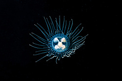  ������ ���������, ���������� ��������, ��������� ��� ����������� (gonionemus vertens)